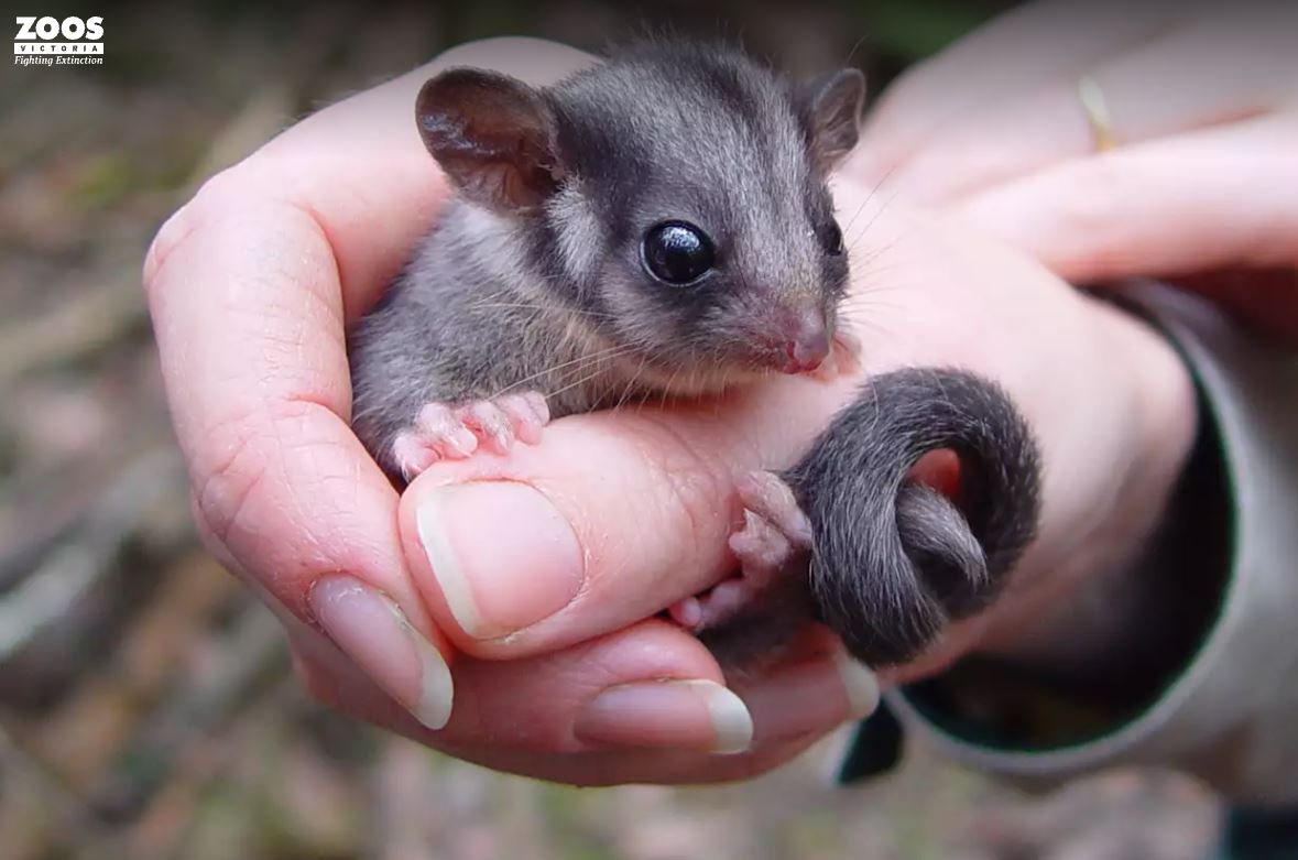 Native Australian Critters that are only seen in Victoria — 5 Ways To  Wellbeing